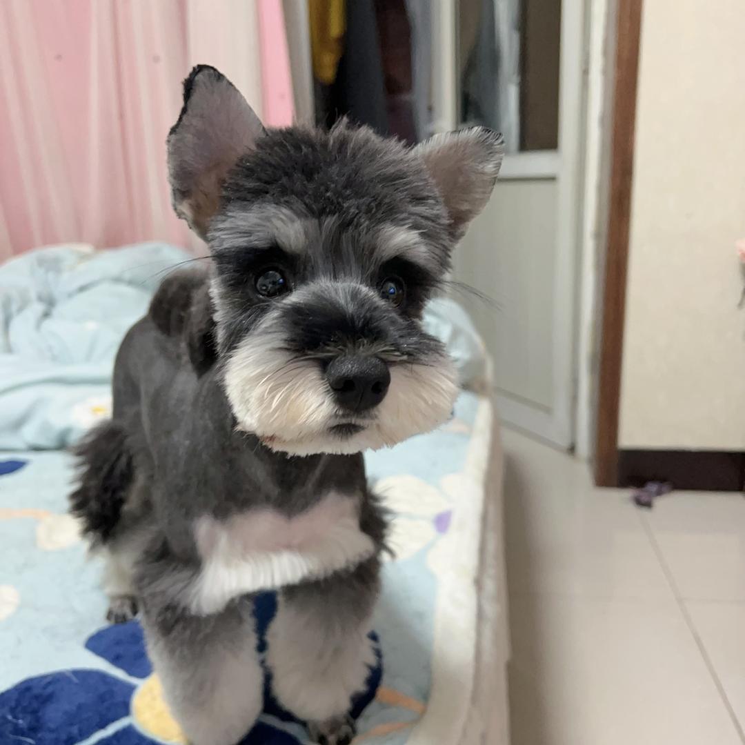 球球是只雪纳瑞