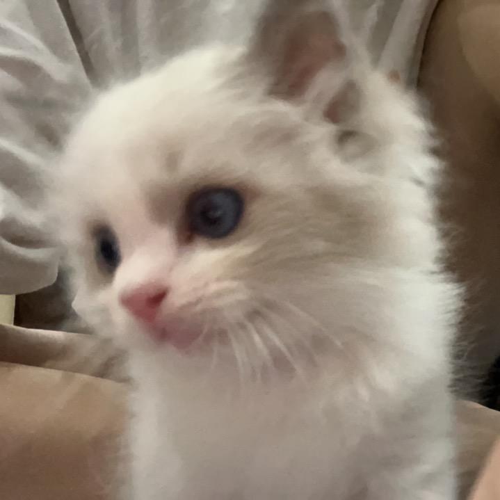 纯情心碎小芋头