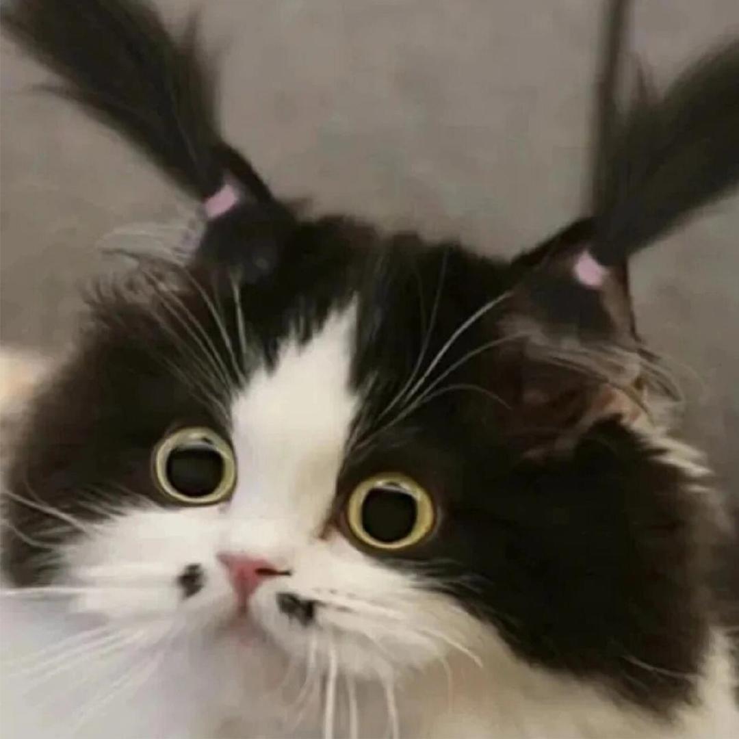 悲伤𝙆𝙞𝙩𝙩𝙮猫.