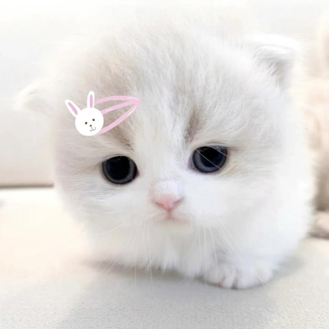 泪痣