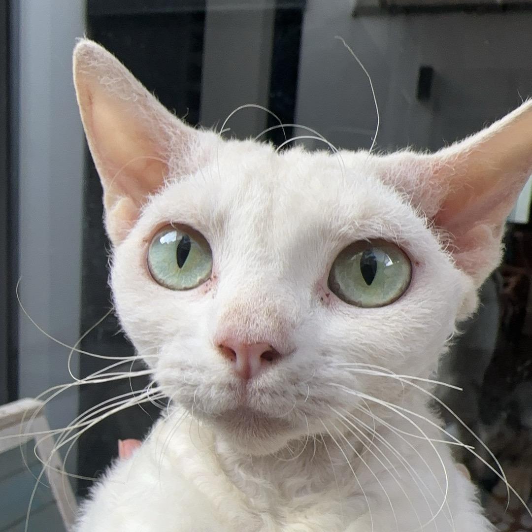 留声哔哔猫