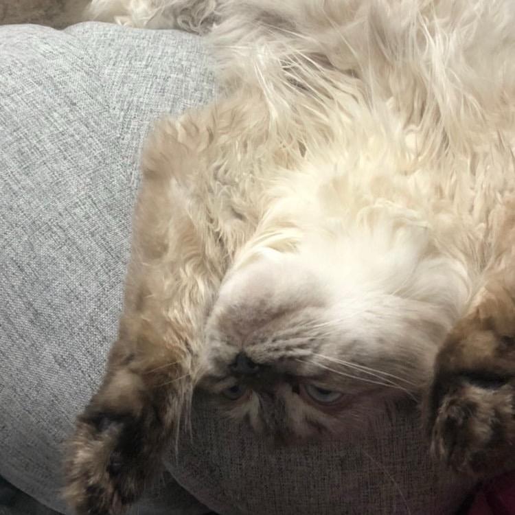 我有六只毛孩❤️