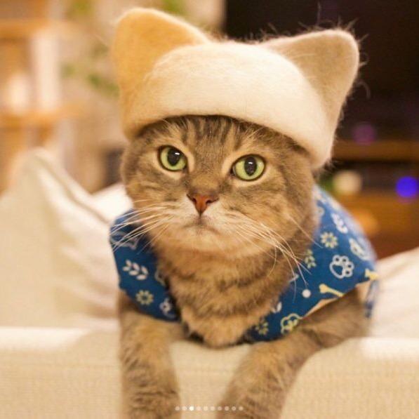 爱折腾的猫耳朵
