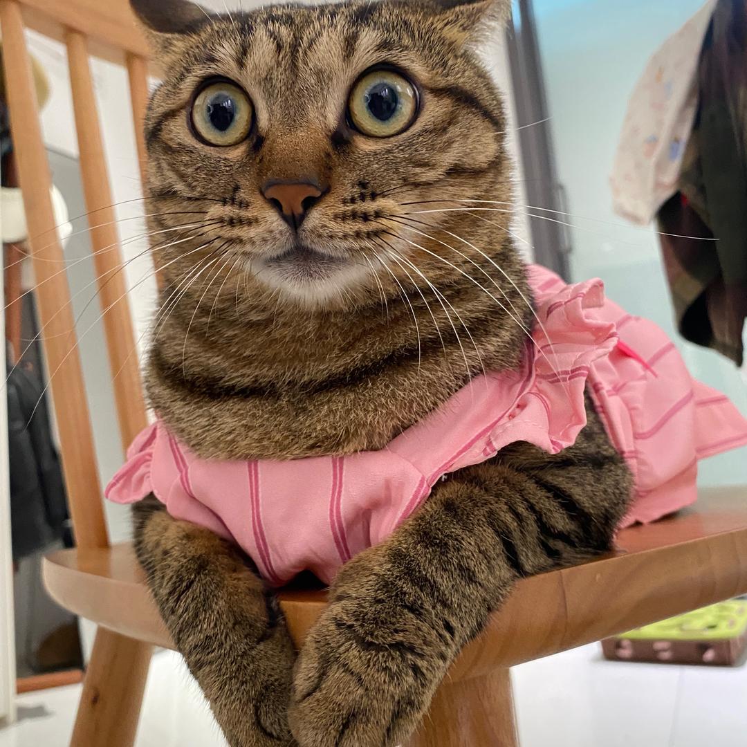 二蛋和珍妮俩喵