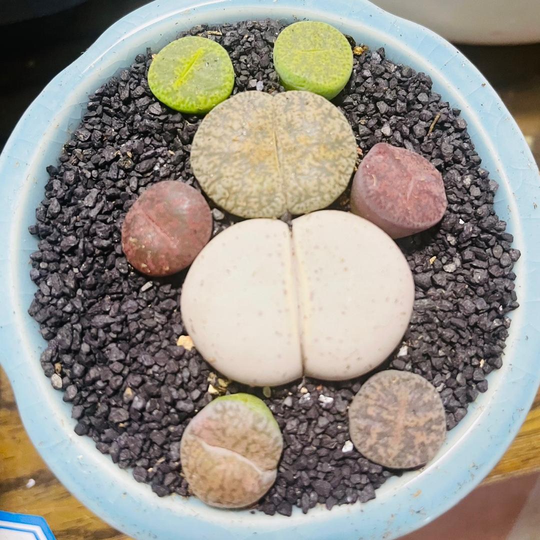 燕子生石花
