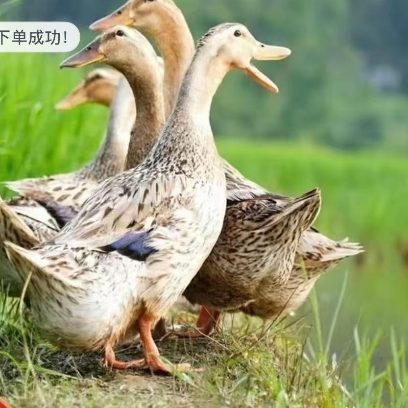 散养土麻鸭土货