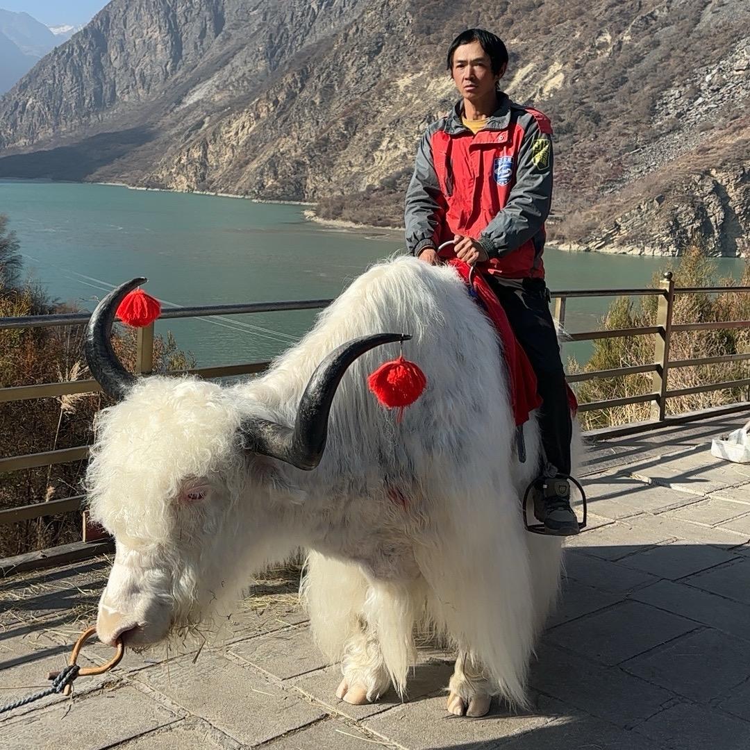 熊哥闯世界
