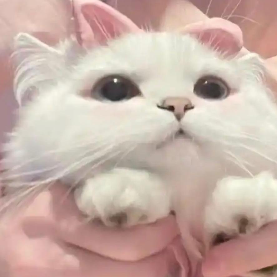 椰果。