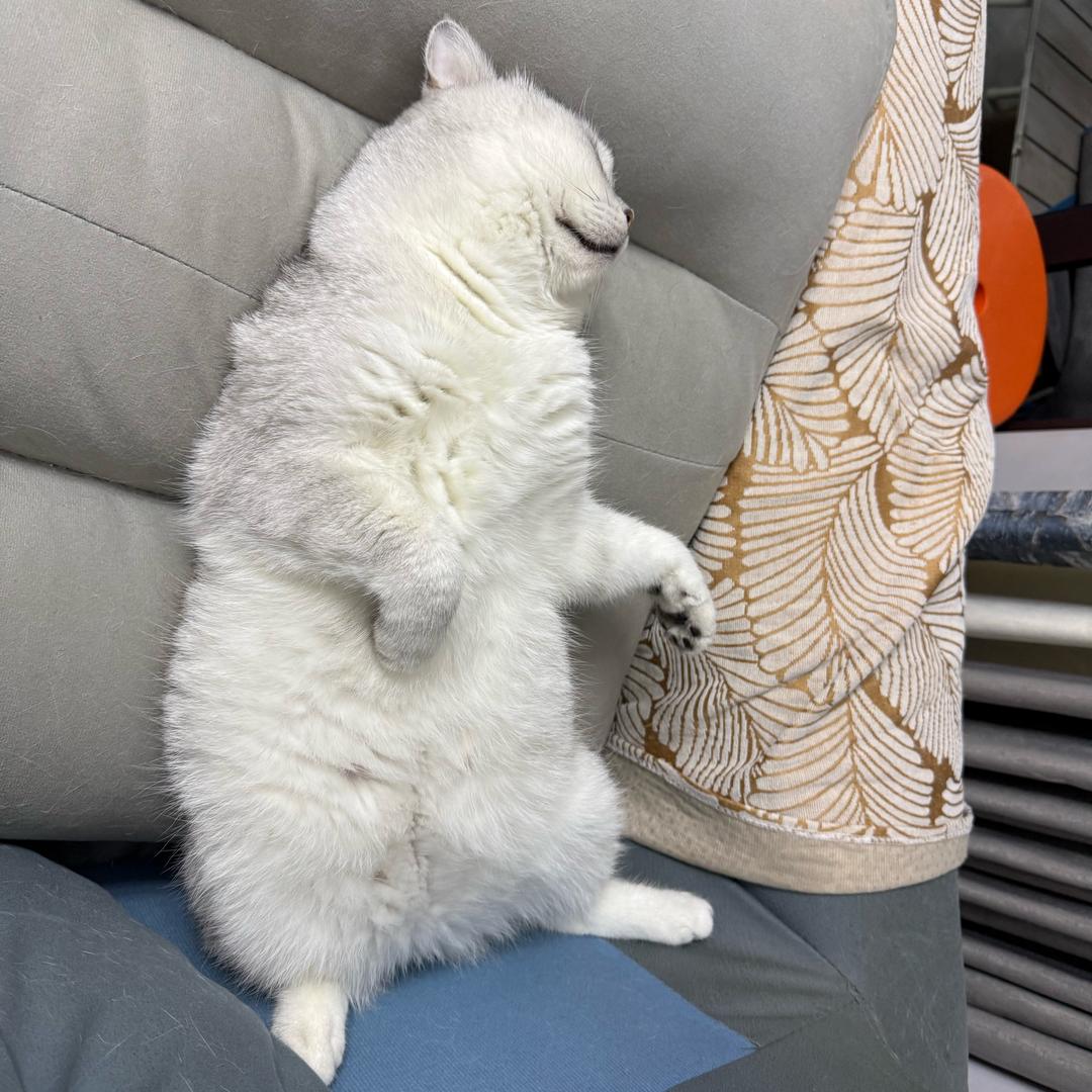 西红柿炖蘑菇加点雾