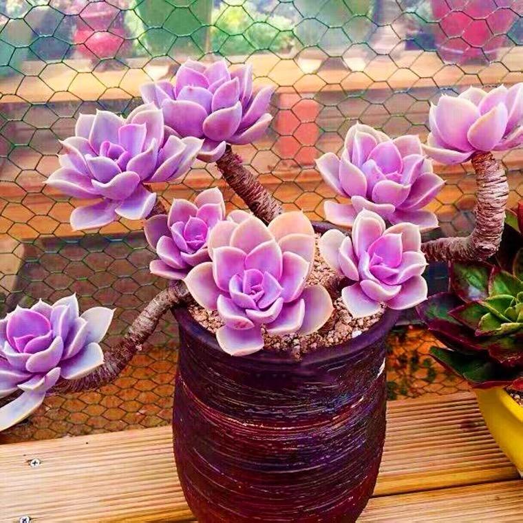 小帅哥多肉植物