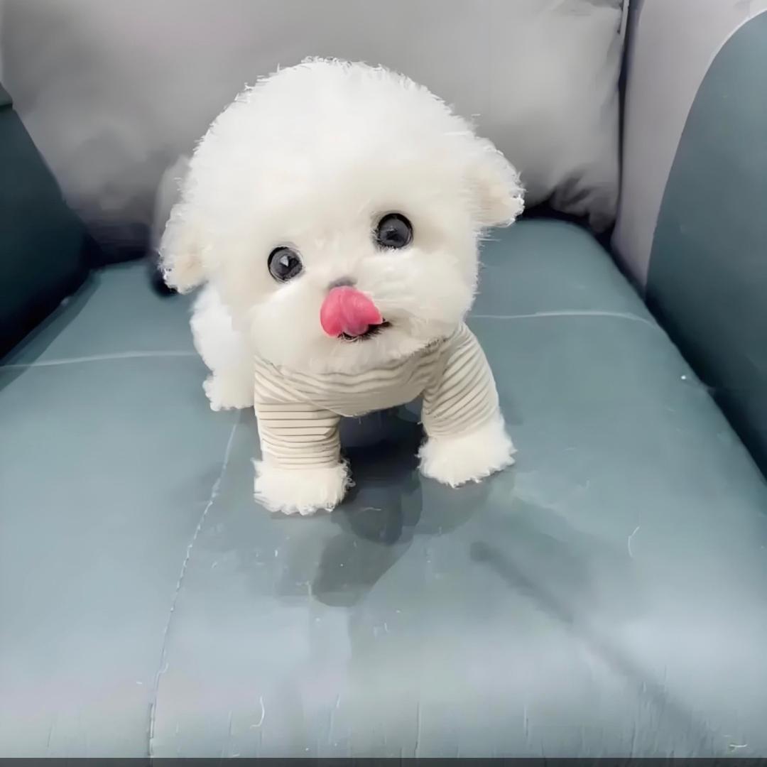 秀峰小铺su4