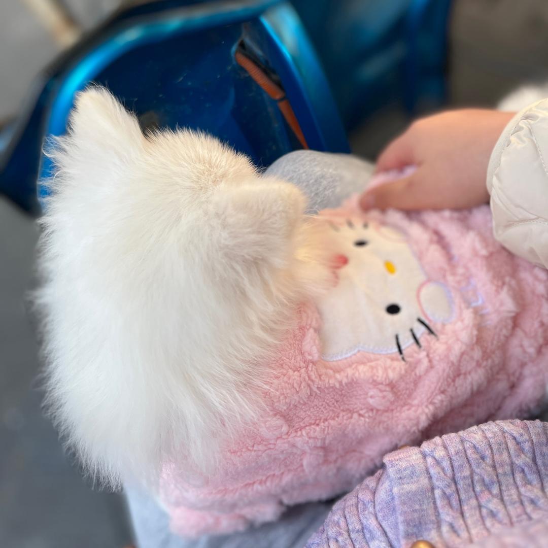 小博美陪玩一枚