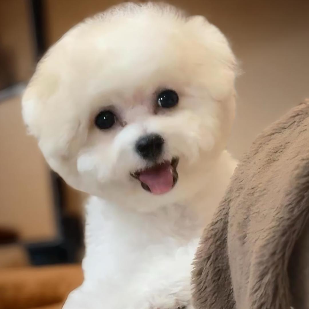 云朵是只熊🐶