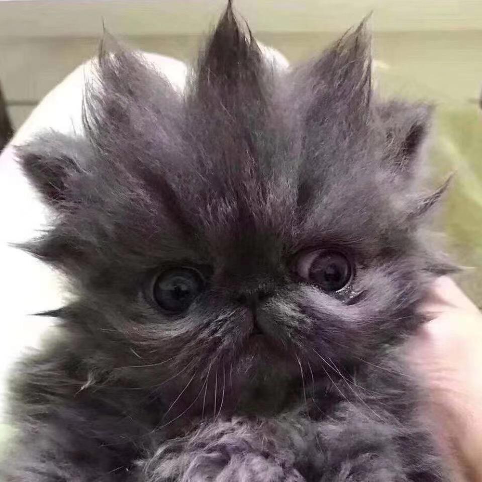 大龙侃猫（家庭宠物医生）假一赔九