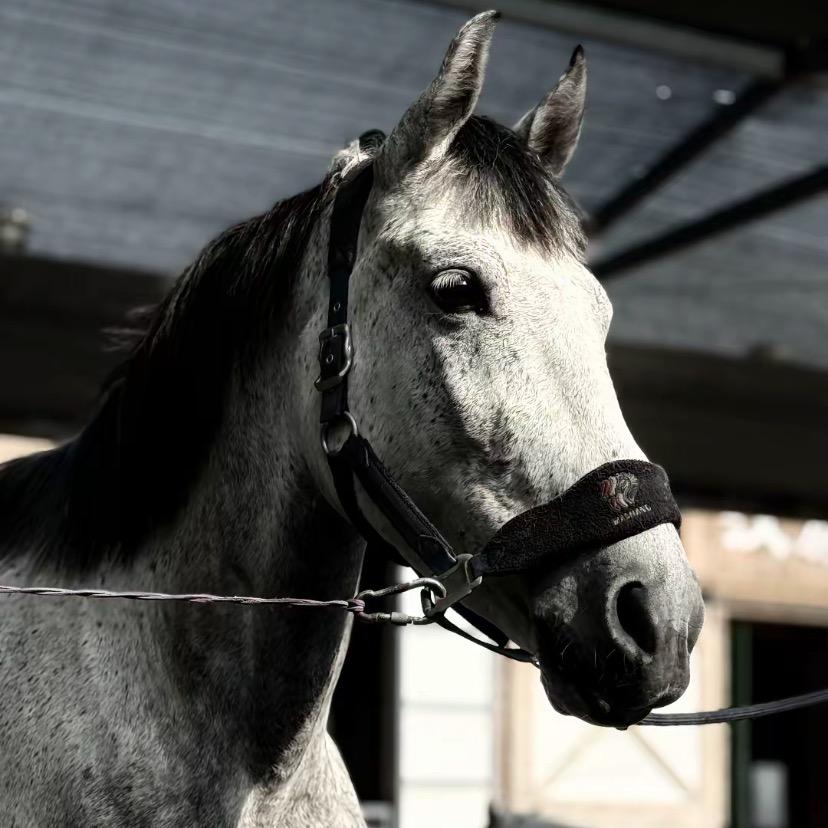 Cowhorse
