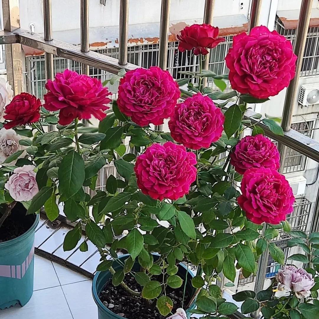 平平淡淡！🌸🌸