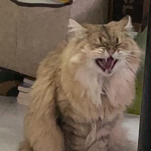 是啾啾不是秋秋