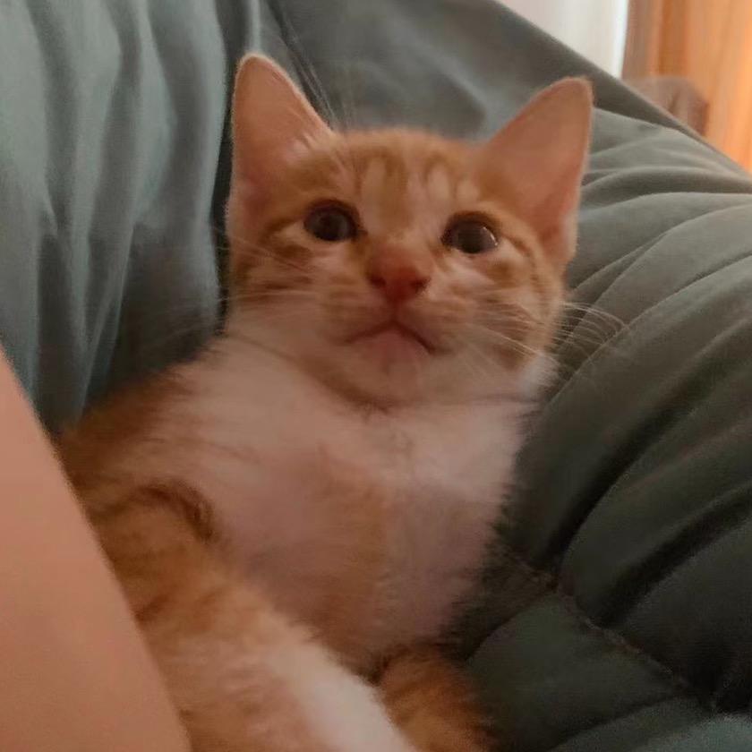 大家都叫我肥宅气泡水