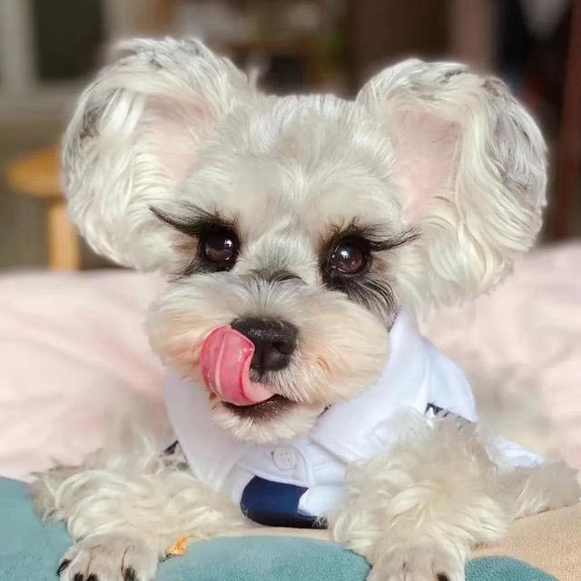 🐶肚肚萌宠🐶