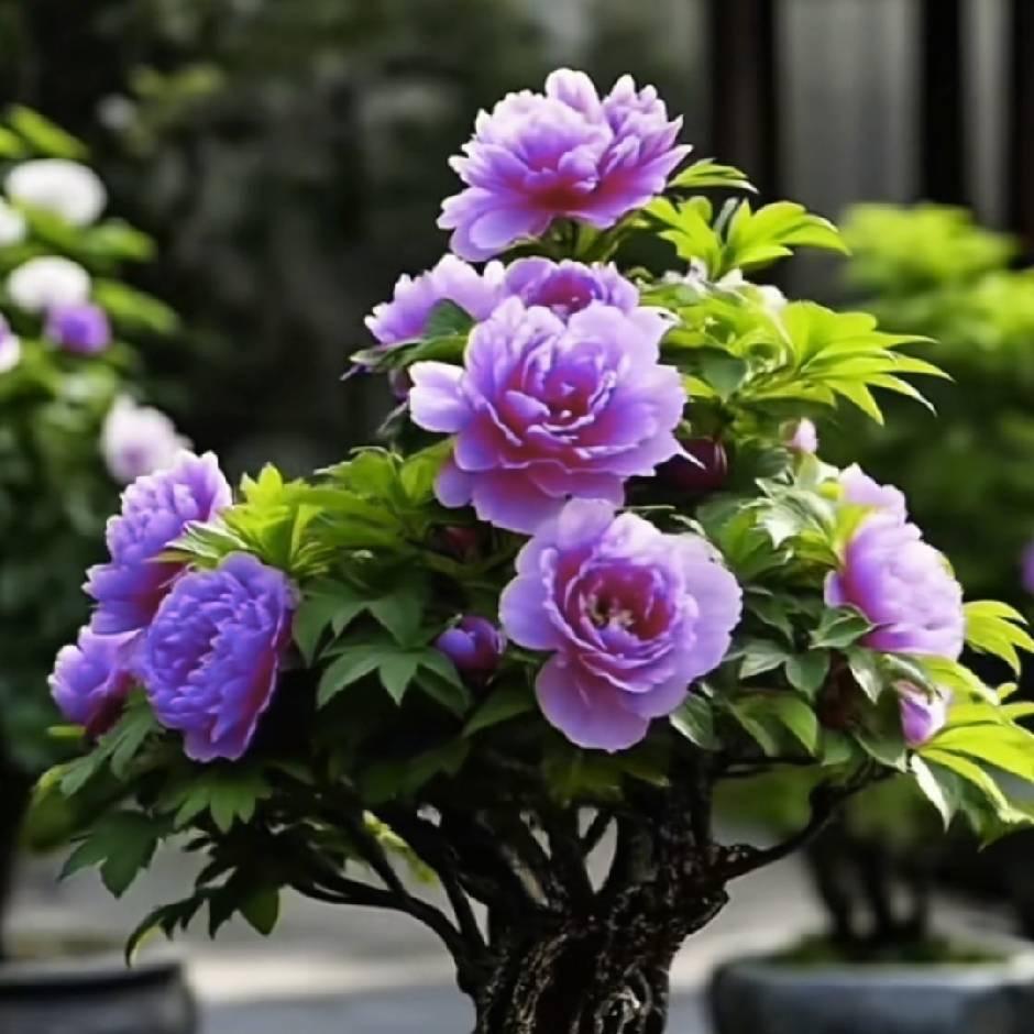 快乐飞向花花世界