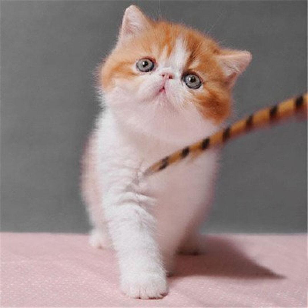 仙女的🐱