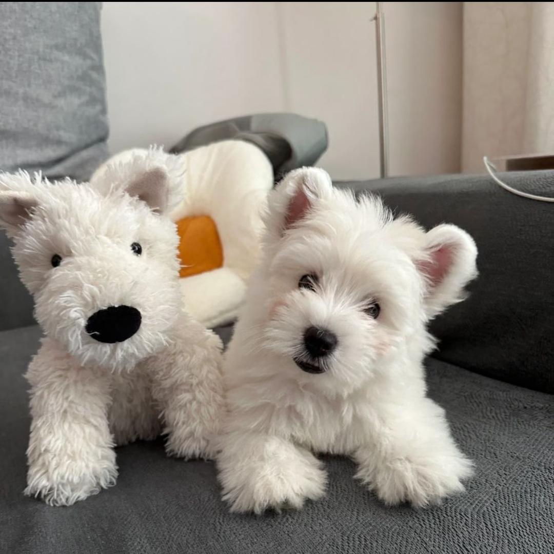 小雪家的西高地