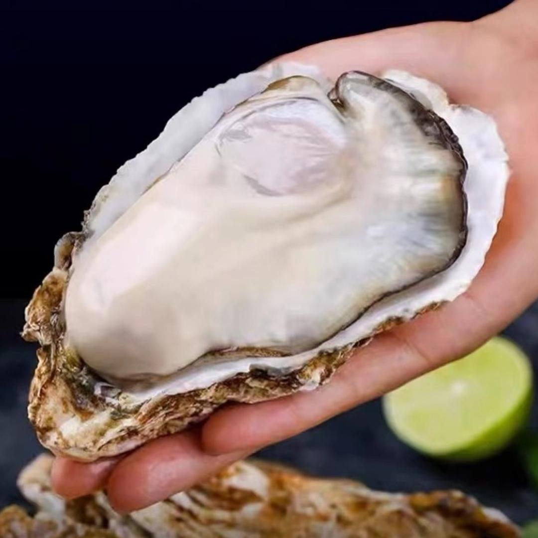 正宗乳山生蚝批发供应链