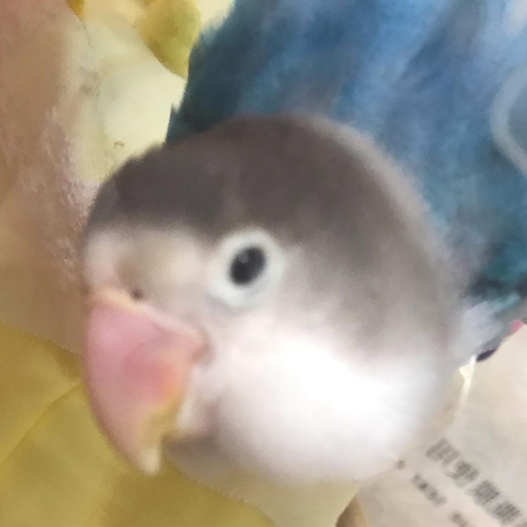 脚鸡日常VlOg
