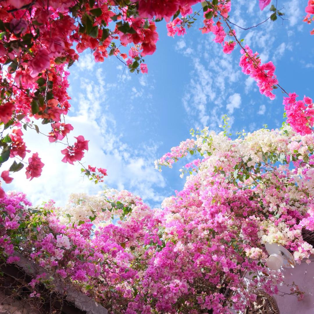 和蕴花卉园