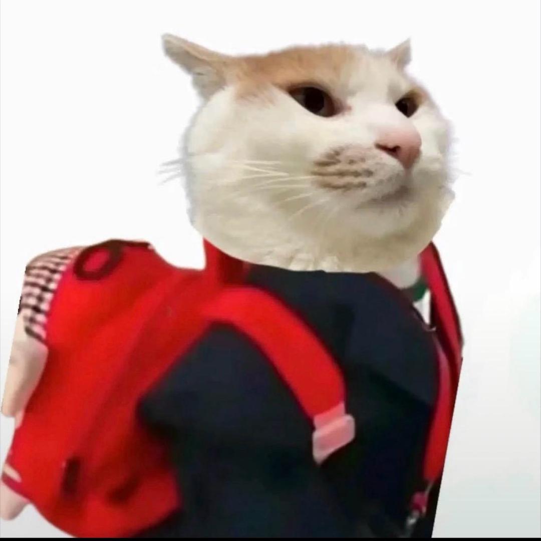 、17🐾