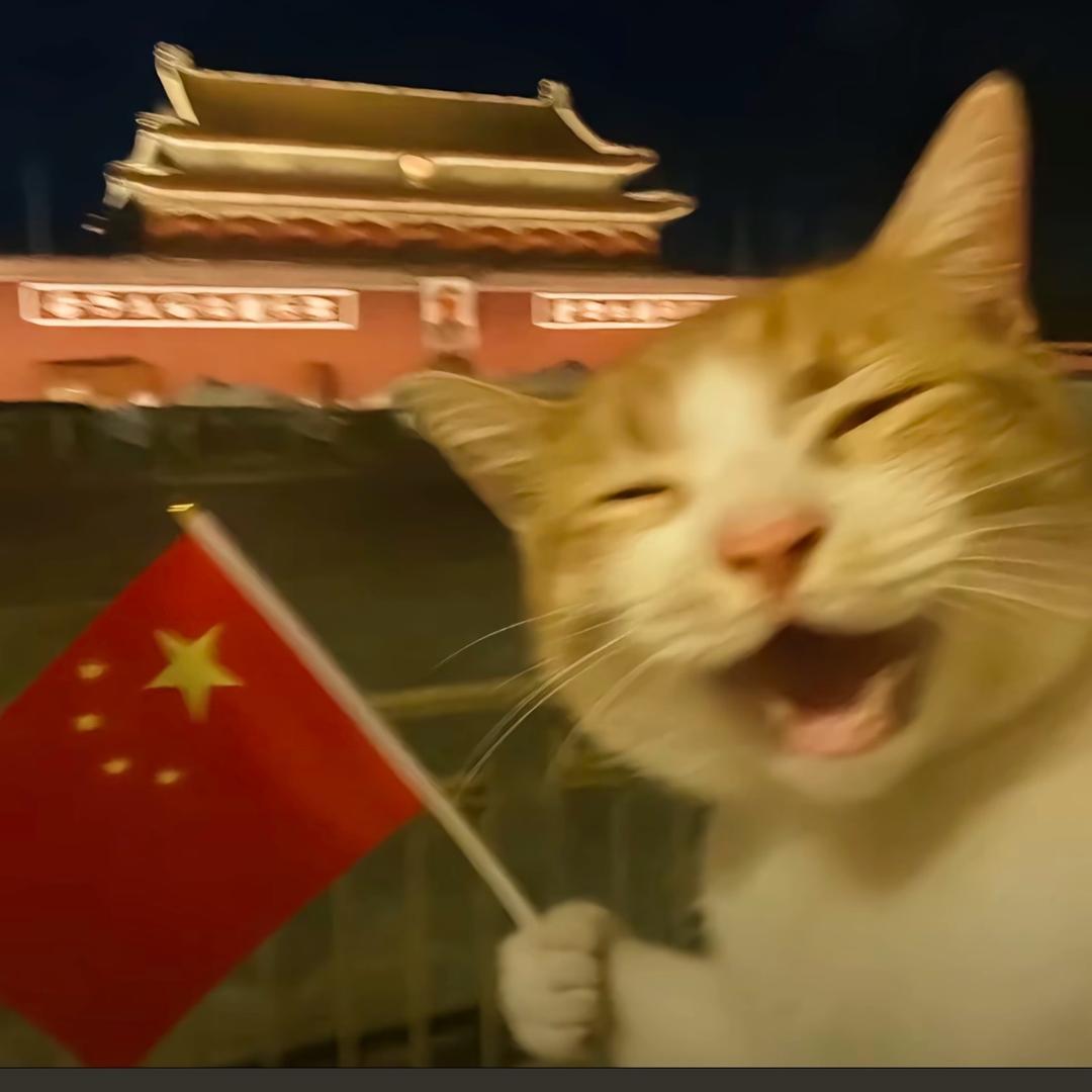 懒猫.