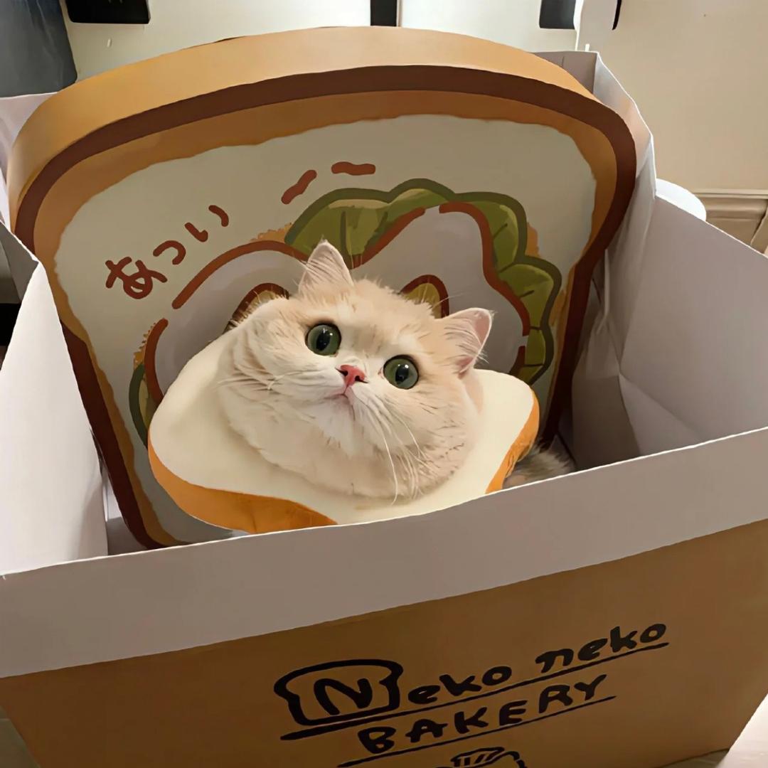 伤心说给猫猫听