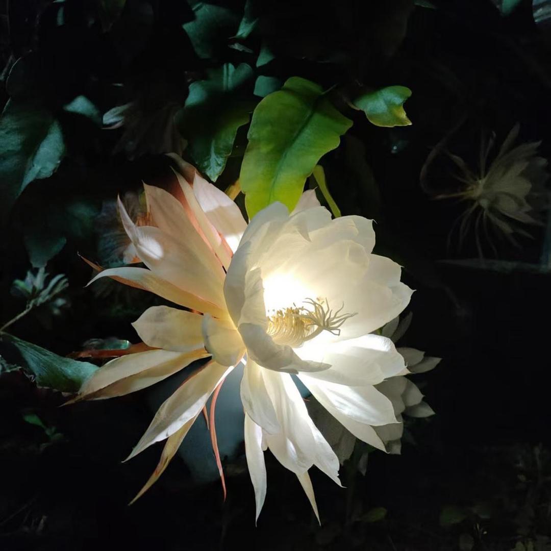 昙香韵