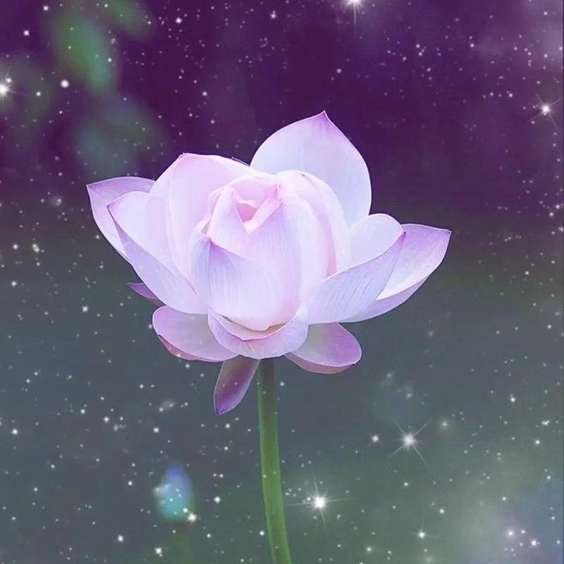 🪷莲花