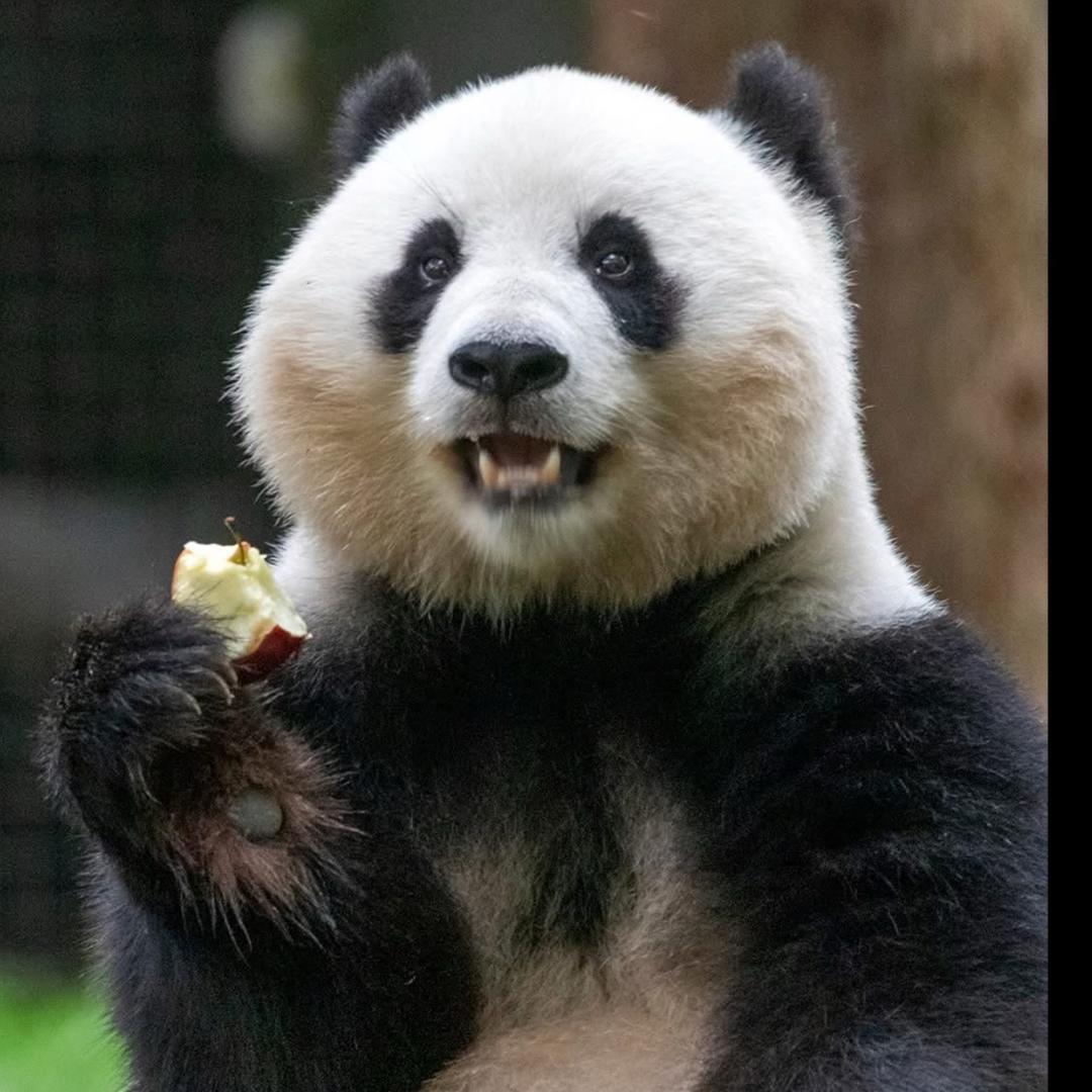 方舟熊猫🐼