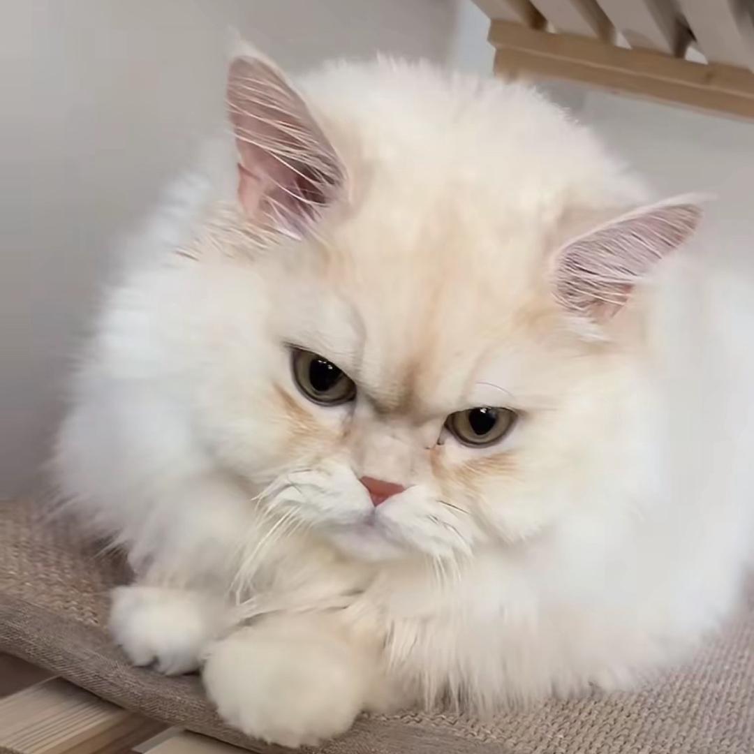 没吃过爱情的苦
