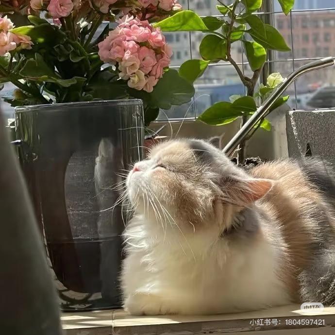 Ⱉ˙ /•᷅•᷄\୭ 凌晨的猫