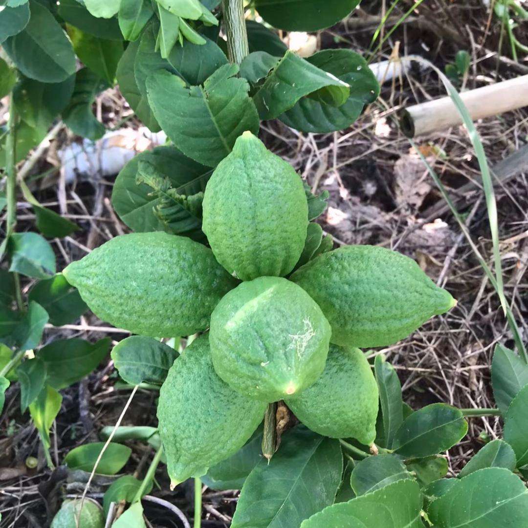 广东香水柠檬🍋种植基地全国批发出货