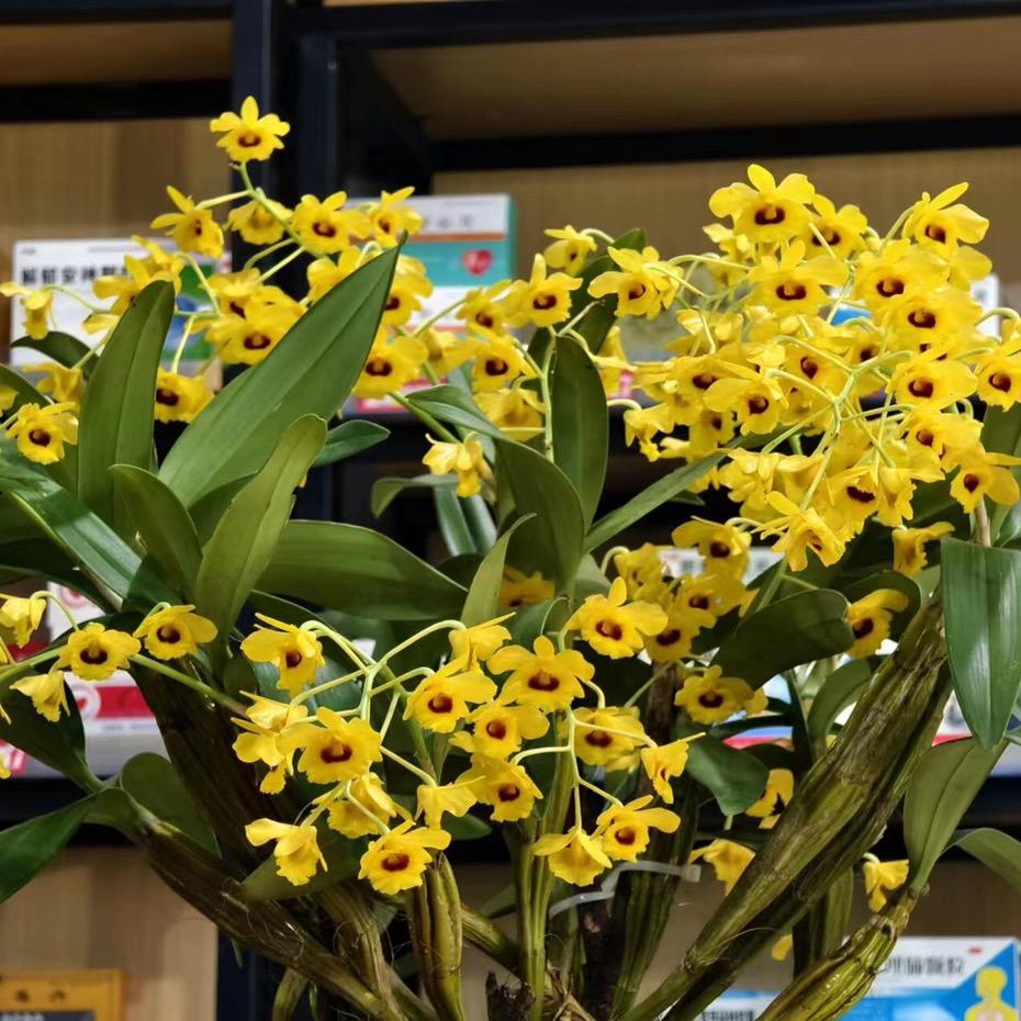 小珊花卉