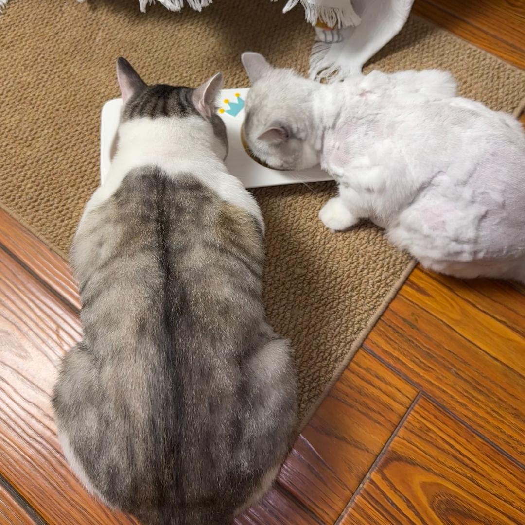 薯片是只猫