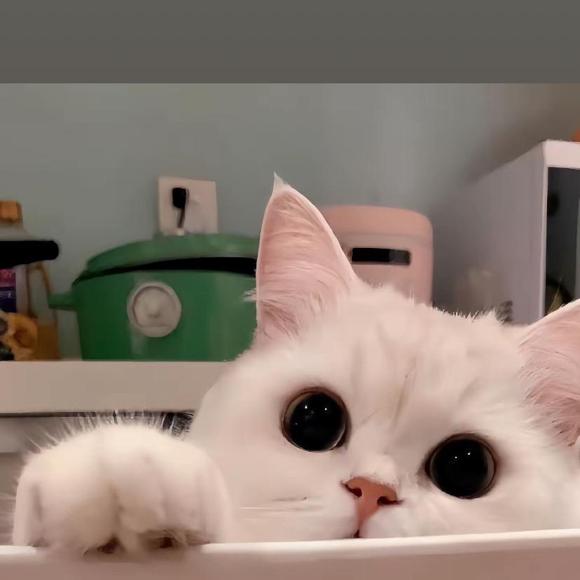 多喜乐🧚‍♀️