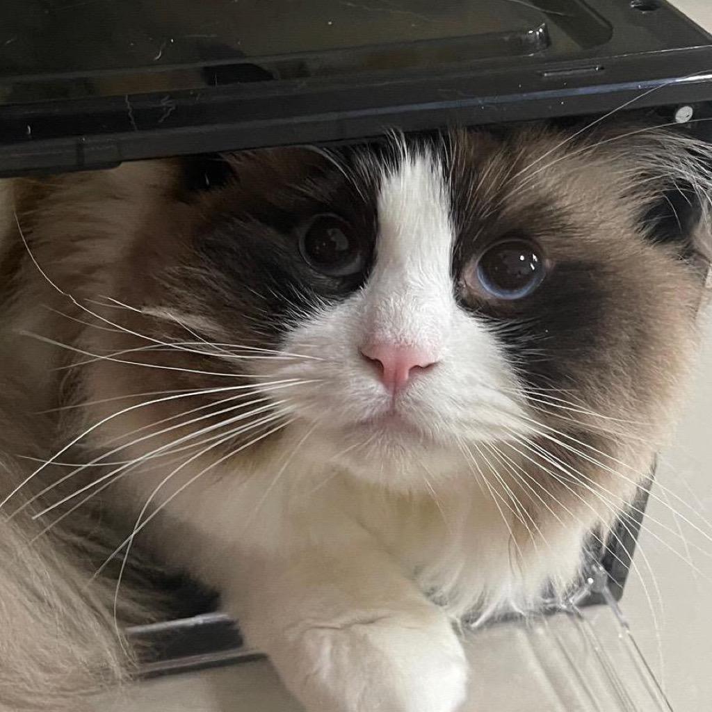 黑猴_🙈