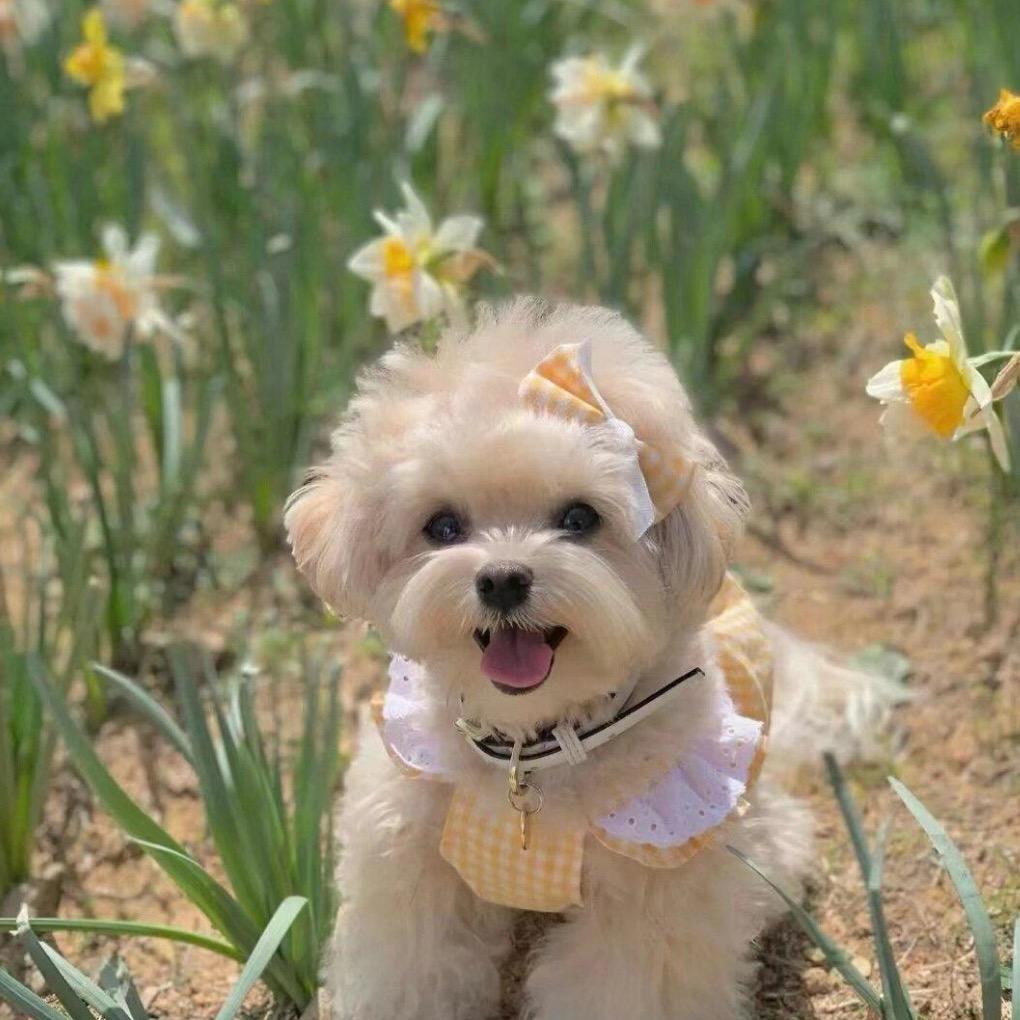 网红串串（自家繁殖）