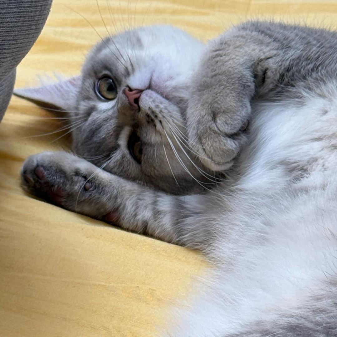 小宝爱吃沙琪玛