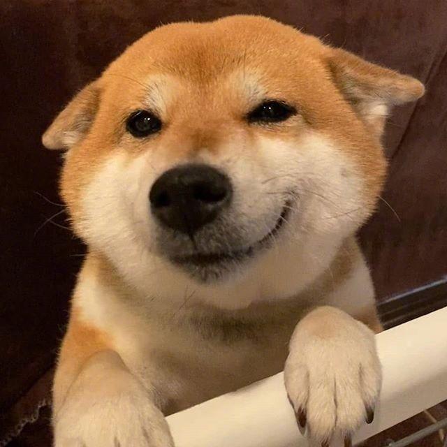卑鄙的猪