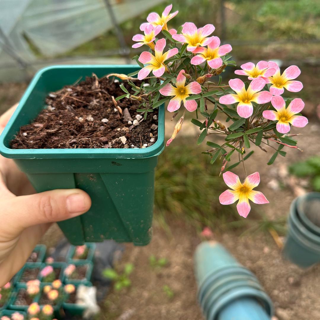 孟家花坊接批发