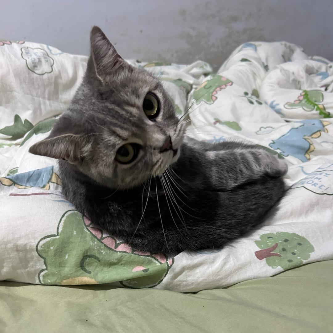 咩咩是只猫😽