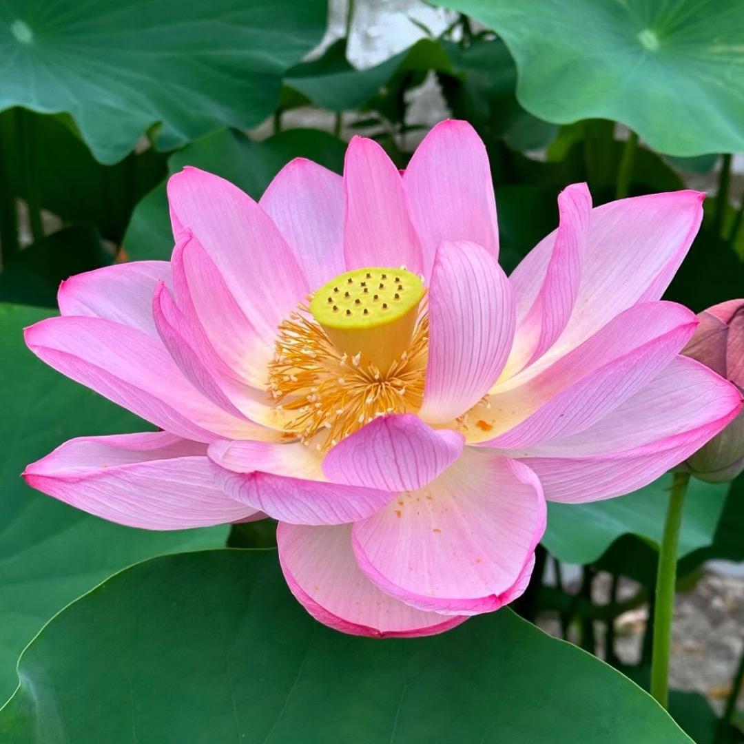 阳光