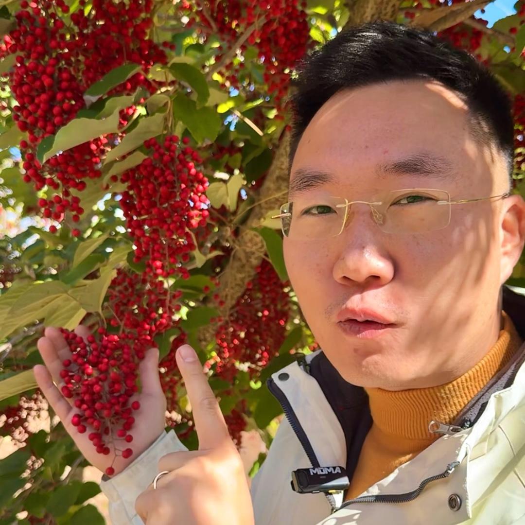 桐子哥讲山桐子