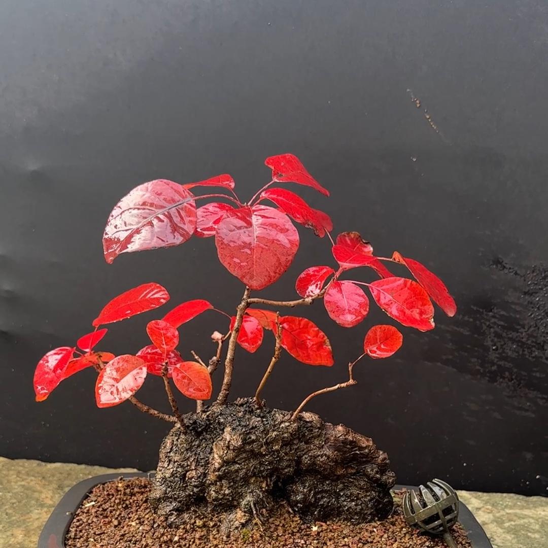 强哥，高意盎然